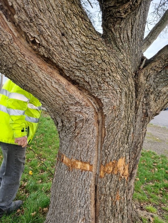 The South side of the tree showing the lightning damage and girdling attempt